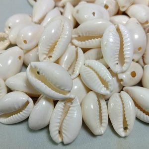 Puede incluir: Un conjunto de conchas de cauri blancas. Estas pequeñas conchas ovaladas tienen una superficie lisa y brillante y una abertura en forma de hendidura en la parte inferior. Las conchas son de color blanco cremoso y parecen naturales, con variaciones de textura.