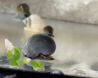 Live Blue Mystery Snail