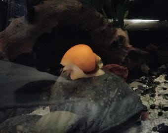 Live Golden Mystery Snails