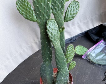 Talee di cactus investito – Opuntia (fico d'India), piantina facile da coltivare