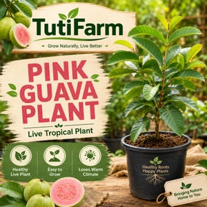 May include: A live pink guava plant in a black plastic pot with the text TutiFarm, Pink Guava Plant, Live Tropical Plant, Healthy Live Plant, Easy to Grow, Loves Warm Climate, Healthy Roots Happy Plants, and Bringing Nature Home to You.
