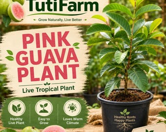 TutiFarm Pink Guava Fruit Tree Rare Exotic Ruby Supreme Guayaba Rose Rosa Bayaba