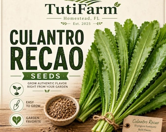 TutiFarm 1000+ Culantro Recao Herb Seeds ngò gai Cilantro Eryngium Foetidum