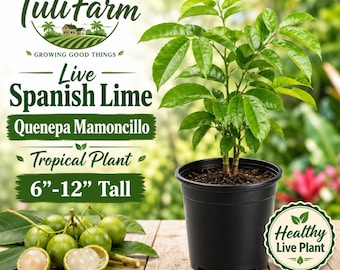 TutiFarm Quenepa Live Tropical Fruit Tree 3-6" Grow Mamoncillo Spanish Lime