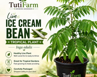 TutiFarm Ice Cream Bean Live Tropical Fruit Tree 3-6" Grow Guama Pacay Inga Edu