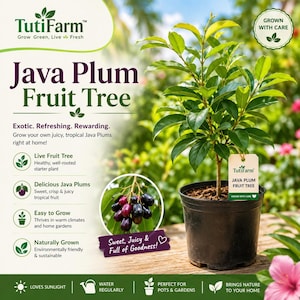 May include: A live Java Plum fruit tree in a black plastic pot with green leaves and a beige tag labeled TutiFarm Java Plum Fruit Tree. The image includes text about the plant, a small circular inset showing dark purple fruit, and icons.
