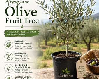 TutiFarm Arbequina Olive Live Tropical Fruit Tree 3-6" Oil Spain Italy Aceite