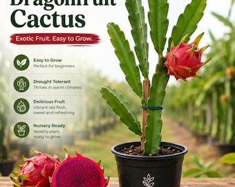 TutiFarm Red Dragonfruit Cactus Live Tropical Fruit Tree 3-6" Grow Garden Pitaya
