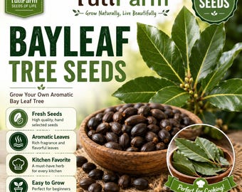 TutiFarm Bay Leaf Laurel Seeds Aromatic Leaves Herb Laurus Nobilis Indian Mexico