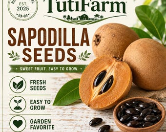 TutiFarm Sapodilla Tropical Seeds Exotic Nispero Fruit Seeds Manilkara Sapote