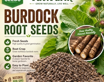 TutiFarm Burdock Root Seeds Arctium Lappa Gobo Ngao Pong Salada Musume Niu Bang