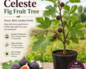 TutiFarm Celeste Fig Live Tropical Fruit Tree 3-6" Grow Garden Ficus Carica Suga