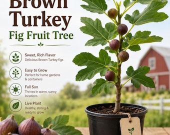 TutiFarm Brown Turkey Fig Live Tropical Fruit Tree 3-6" Grow Garden Ficus Carica