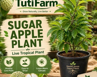 TutiFarm Sugar Apple Fruit Tree Seeds Tropical Custard Growing Anonna Squamosa