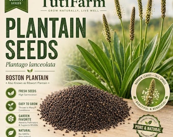 TutiFarm Plantain Boston Seeds Plantago Lanceolata Ribwort Ribgrass Buckhorn
