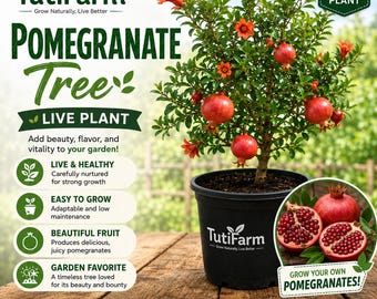 TutiFarm Pomegranate Fruit Tree Fast Growing Garden Plant Tree Garden Granada