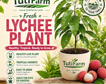 TutiFarm Lychee Tropical Live Fruit Tree Rare Exotic Liche Leechee Berry Floral
