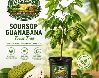 TutiFarm Soursop Guanabana Fruit Tree 3-6" Tropical Live Grow Rare Exotic Annona