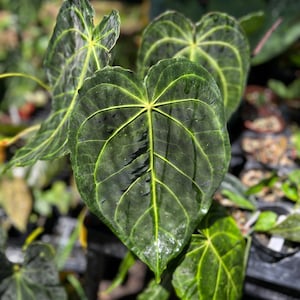 May include: A lush Anthurium plant featuring large, heart-shaped leaves with a deep, dark green color and prominent, light yellow-green veins. The foliage has a textured, slightly glossy surface with a distinct pointed tip on each leaf.