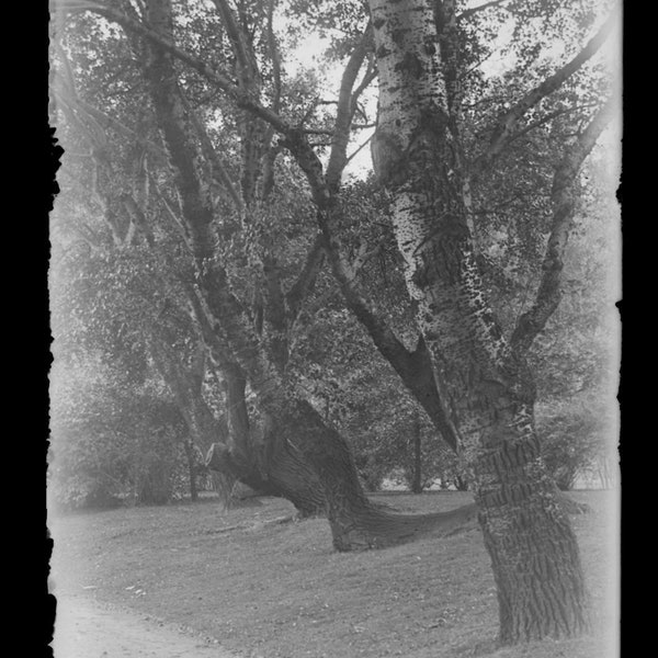 Antique 5 x 7 Glass Plate Negative of Trees in Dramatic Silhouette, Nature, Landscape, Vintage Decorative, Accent Piece