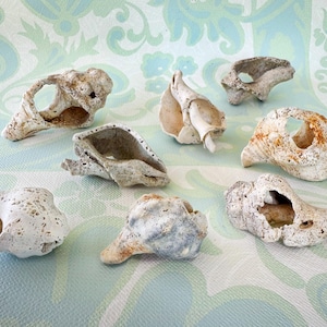 Op de afbeelding: Een verzameling van zeven verweerde zeeschelpen in diverse tinten gebroken wit, beige en lichtgrijs. Elke schelp heeft een unieke, onregelmatige vorm met natuurlijke poreuze texturen, ruwe randen en duidelijke openingen in de schelpen.
