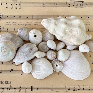 May include: A collection of various off-white and light tan seashells of different shapes and sizes, including spiral and bivalve types, arranged together on a sheet of vintage sheet music with visible lyrics and musical notation.
