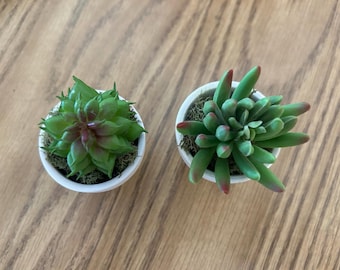 4 mini suculentas