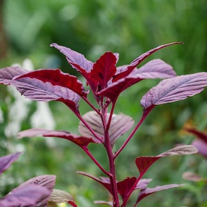 250-500 Red Amaranth Seeds for Planting, Easy Leafy Greens, Colorful Vegetable Garden image 9