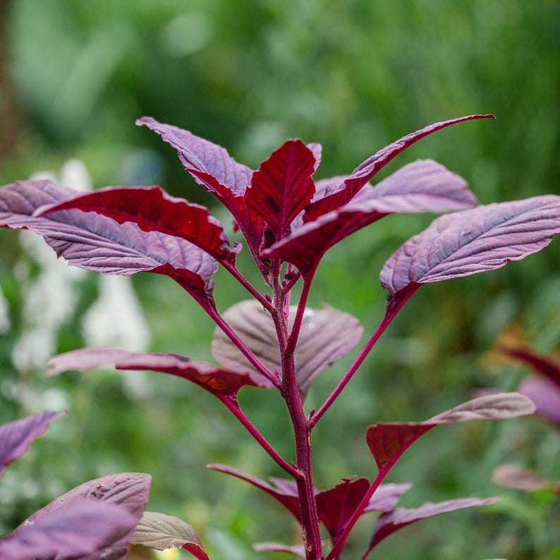 250-500 Red Amaranth Seeds for Planting, Easy Leafy Greens, Colorful Vegetable Garden image 9