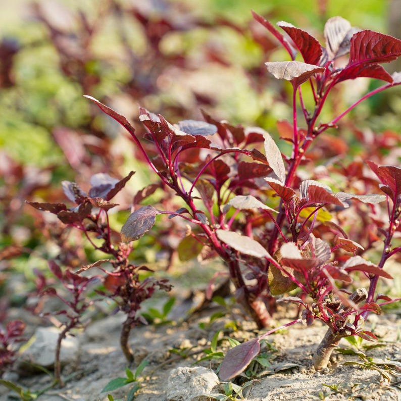 250-500 Red Amaranth Seeds for Planting, Easy Leafy Greens, Colorful Vegetable Garden image 10