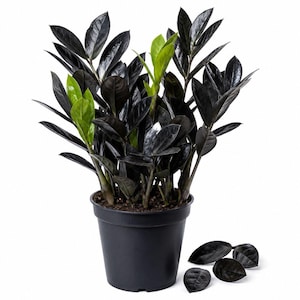 May include: A Zamioculcas zamiifolia plant with dark, near-black glossy leaves and a few bright green leaves, potted in a simple black plastic container. Several detached dark leaves lie on the surface near the base of the plant pot.