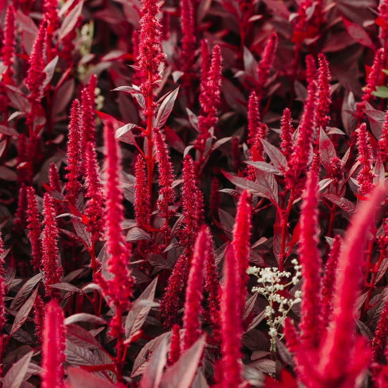 250-500 Red Amaranth Seeds for Planting, Easy Leafy Greens, Colorful Vegetable Garden image 7