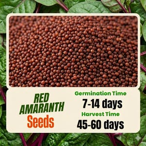 May include: Close-up of red amaranth seeds. The image includes text that reads "Red Amaranth Seeds" and "Germination Time 7-14 days" and "Harvest Time 45-60 days". The seeds are small, round, and a deep reddish-brown color.