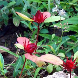 May include: Close-up of vibrant red hibiscus flowers with spiky seed pods, set against a backdrop of green foliage and earth. The image captures the natural beauty of the plant, showcasing its unique structure and color.