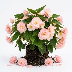 Begonia Live Plant, Double Flowers, 4 Inch Tall, Light Yellow-Pink Rooted Starter in Soil, No Pot, Container and Patio Plant