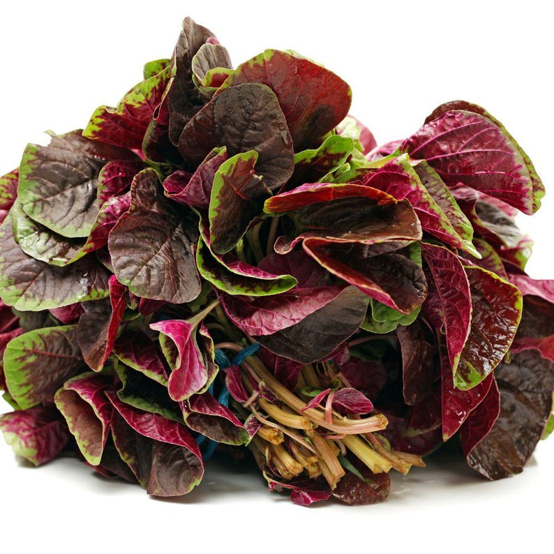 250-500 Red Amaranth Seeds for Planting, Easy Leafy Greens, Colorful Vegetable Garden image 8