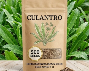 500 Culantro Seeds, Herb Seeds for Cooking Garden Growing