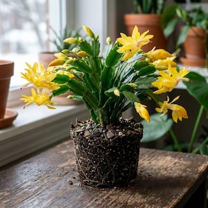 May include: A Schlumbergera cactus with vibrant yellow flowers and green segmented stems. The plant is potted in a dark soil mixture with visible roots, showcasing the root ball structure clearly. The cactus features multiple buds and blooms.