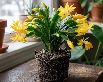 May include: A Schlumbergera cactus with vibrant yellow flowers and green segmented stems. The plant is potted in a dark soil mixture with visible roots, showcasing the root ball structure clearly. The cactus features multiple buds and blooms.
