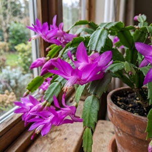 May include: A vibrant Schlumbergera cactus, commonly known as a Christmas cactus, featuring numerous bright magenta flowers with delicate white stamens. The plant has segmented green stems and is potted in a rustic, weathered terracotta clay pot.