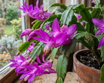Purple Christmas Cactus Live Plant, 3 Inch Pot, 2 Plants per Pot, Schlumbergera Holiday Cactus Houseplant