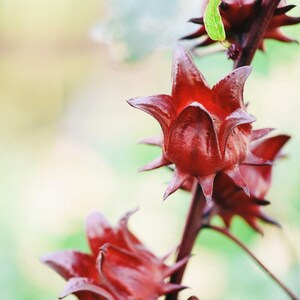 May include: Close-up of vibrant red hibiscus flowers with spiky, star-shaped calyxes. The flowers are in various stages of bloom, set against a soft, blurred green and yellow background. The stems are a deep burgundy color.
