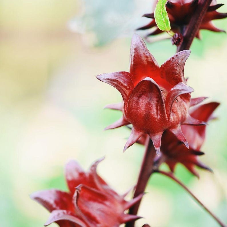 May include: Close-up of vibrant red hibiscus flowers with spiky, star-shaped calyxes. The flowers are in various stages of bloom, set against a soft, blurred green and yellow background. The stems are a deep burgundy color.