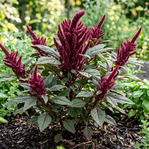 May include: A close-up of an Amaranthus plant with deep burgundy flower spikes and green and burgundy leaves. The plant is in a garden setting with a blurred background of green foliage and dark soil.