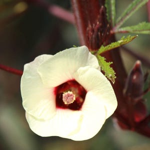 Roselle Seeds for Planting, 15-100 Seeds, Hibiscus Sabdariffa Seeds, Easy-care Edible Garden Plant image 8