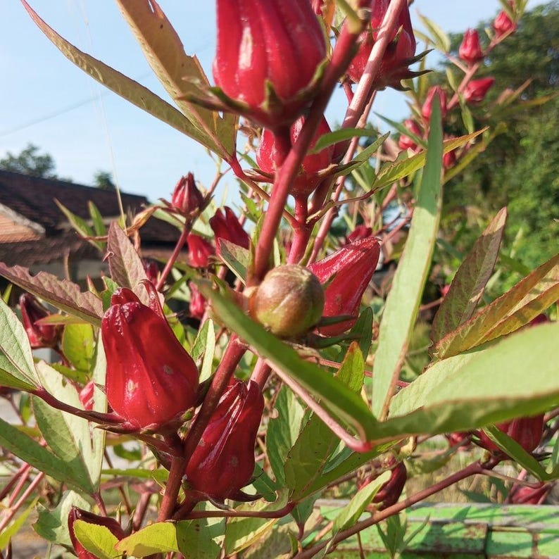 May include: Close-up of a plant with vibrant red calyces and green leaves. The calyces are in various stages of development, some fully formed and others still budding. The plant's stems are reddish-brown, and the leaves are a mix of green and reddish-brown.