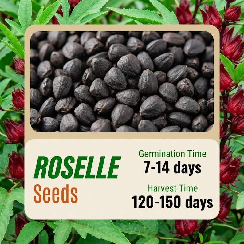 May include: Close-up of Roselle seeds, dark brown and oval-shaped, with a light beige background. The text "Roselle Seeds" is displayed in green and orange. Germination time is 7-14 days, and harvest time is 120-150 days.
