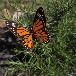 May include: A monarch butterfly with vibrant orange wings featuring black veins and white spots along the edges. The butterfly is positioned with its wings fully spread, showcasing the symmetrical pattern of the wings against a green plant.