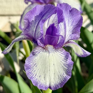 Bearded Iris ‘Lavender Veil’ | Soft Lavender & White | 12–14” Border Iris