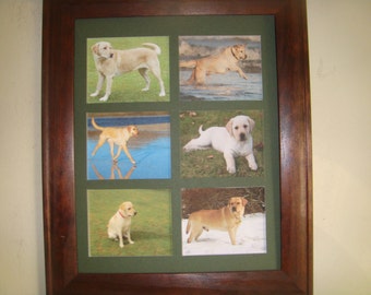 YELLOW LABRADORS - 2 Unusual pictures     Buy Unframed for 23.99 (Dollars)  or  Framed for 47.99 (Dollars)